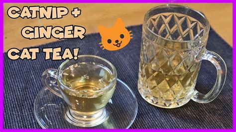 Catnip is safe for cats. How To Deal With Cat Stomach Problems? Make Catnip Ginger ...