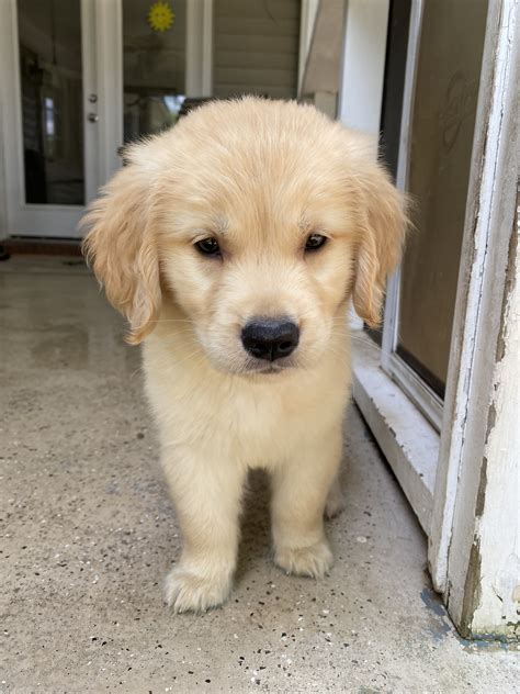 Puppy Luv Cute Dogs And Puppies Golden Retriever Golden Retriever Baby