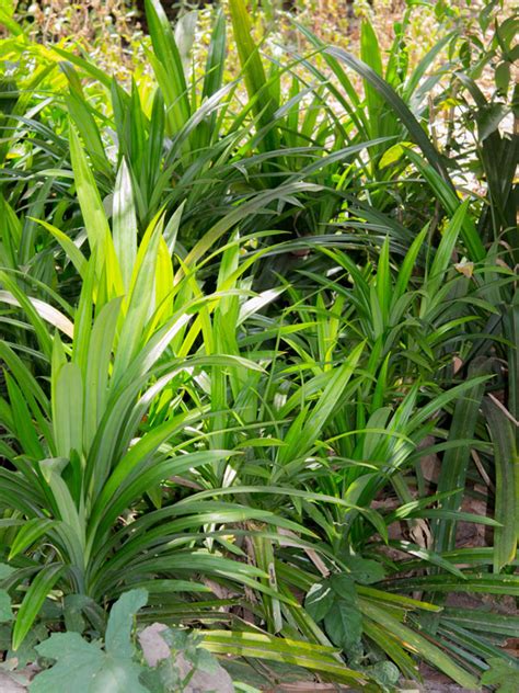 Asian Herb Pandan Leaf Plant Pandanus Amaryllifolius Urban Tropicals