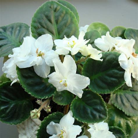 African Violet Plant White Buy Online Cheap Price At