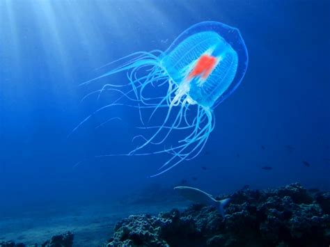 Immortal Jellyfish Facts Immortal Jellyfish