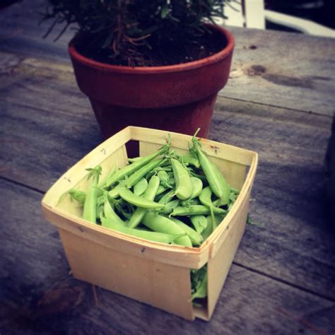 Amish Snap Peas Snap Peas Amish Celery Vegetables Garden Food