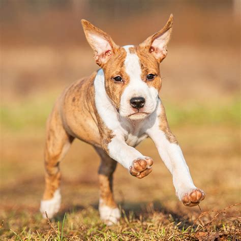 American Staffordshire Terrier Facts Wisdom Panel Dog Breeds