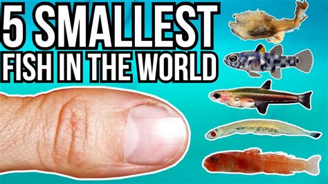 5 Smallest Fish In The World Youtube