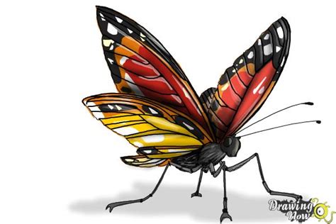 On the top of the beak add the nose marking. How to Draw a Butterfly Step by Step | DrawingNow