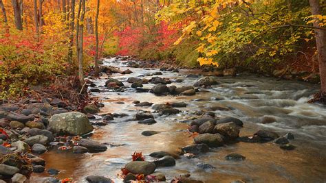Forest Stream In Autumn Photograph By Stephen Vecchiotti