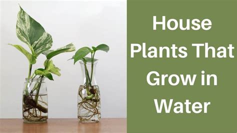 House Plants That Grow In Water 21 Plants To Try