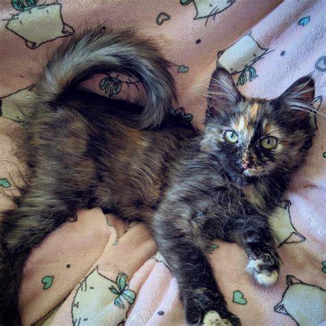 3,206 likes · 34 talking about this · 1 was here. This kitten is an American Ringtail. She holds her tail ...