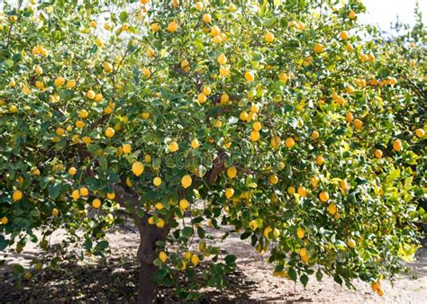 Lemon On A Tree Stock Photo Image Of Lemons Orchard 85859546
