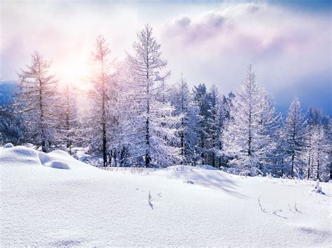 Winter Jungle Snow Hillside Trees Sunshine Preview