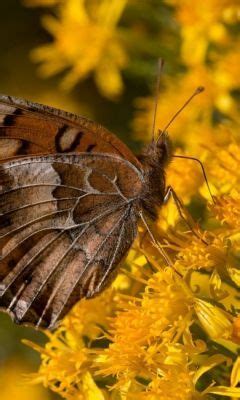yellow & brown | Yellow butterfly, Yellow and brown ...