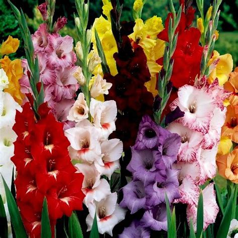 Bulbos Gladiolos — Floresfrescasonline