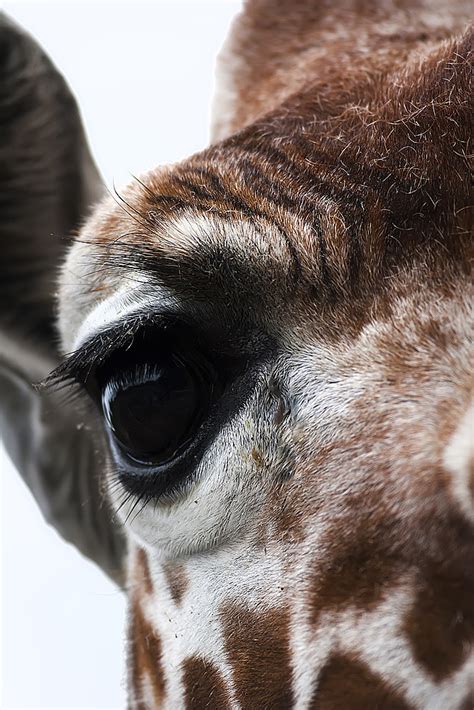 Giraffe Eye Close Of A Giraffes Eye At Whipsnade Zoo Ashley Beolens