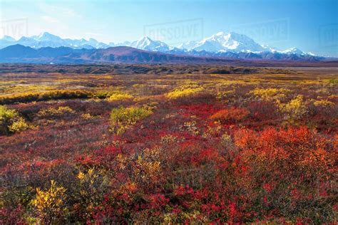 Scenic Autumn View Of Denali And The Alaska Range Denali National Park