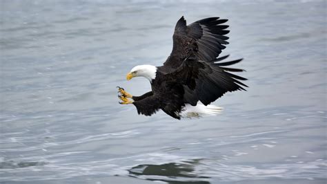 Bald Eagle Full Hd Wallpaper And Background Image 1920x1080 Id564741