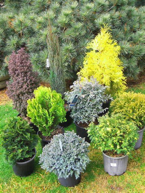 Top 10 Winter Plants To Brighten Up Your Balcony Evergreen Garden