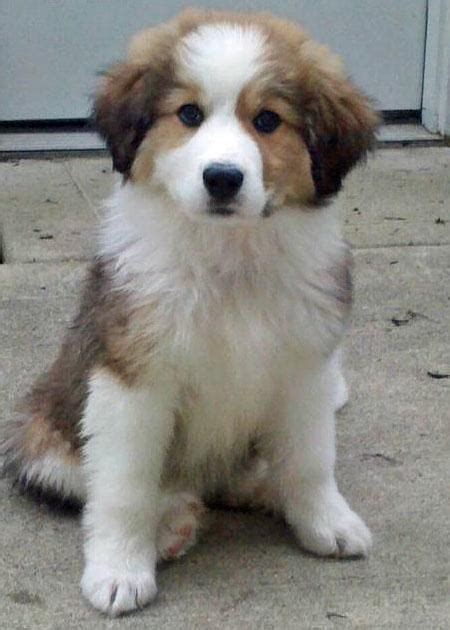 Mom doing great!, kah wrote. Great Bernese (Bernese Mountain Dog Great Pyrenees Mix) Info