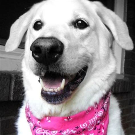 Such A Sweet Looking Girl Happy Dogs Dog Fur Fur Kids