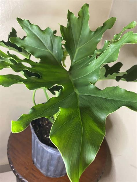 18 Philodendron Species Your Complete Guide Paisley Plants