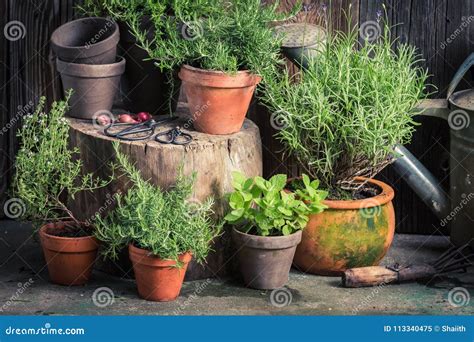Fresh And Green Herbs In Rustic Garden Stock Image Image Of Rural
