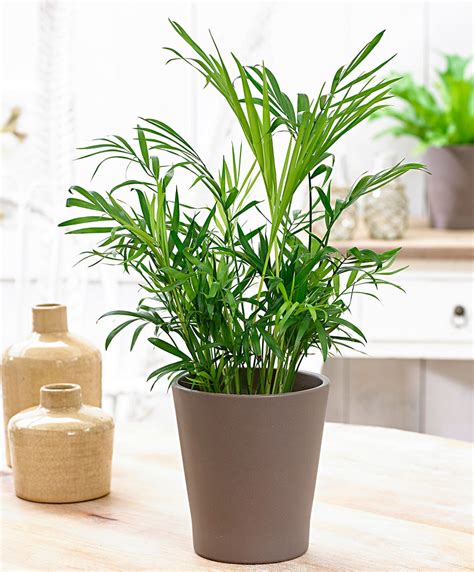 Buy House Plants Now Parlour Palm Tree