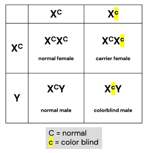 Do All Males That Inherit A Sex Linked Gene For Color Blindn Quizlet
