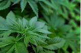 Pictures of Colorado Medical Marijuana