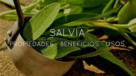 Propiedades Usos Y Beneficios De La Salvia