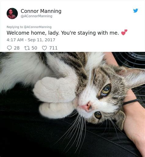 Guy Befriends A Stray Cat It Follows Him Home And Things Escalate