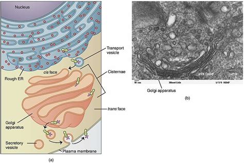 Vesicle Definition Types And Function Biology Dictionary