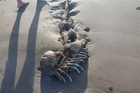 People Are Convinced Mermaids Are Real After Mystery Corpse Washed Up