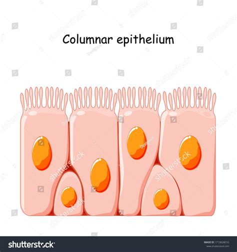 Ciliated Columnar Epithelium Epithelial Cells Forms Stock Vector