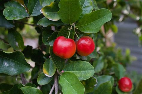 Barbados Cherry For Sale Buying Growing Guide Trees Com