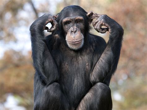 Wild Chimpanzee Facts