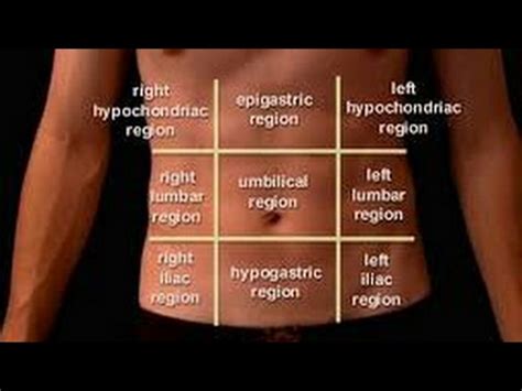 Choose from 500 different sets of flashcards about quadrants anatomical on quizlet. abdominal 9 regions - YouTube
