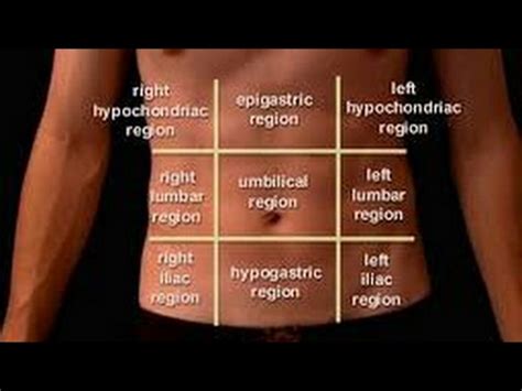 This article will explain the 9 regions of abdomen, the organs in them as well as the 4 quadrants of abdomen. abdominal 9 regions - YouTube