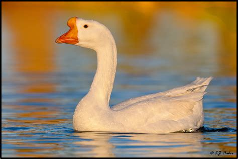 Domestic Goose Page