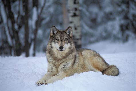 Check spelling or type a new query. WOL010-00032 - Joel Sartore