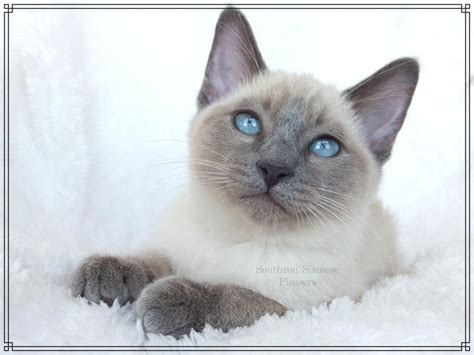 52 Top Images Russian Blue Balinese Cat Hypoallergenic Cats Russian