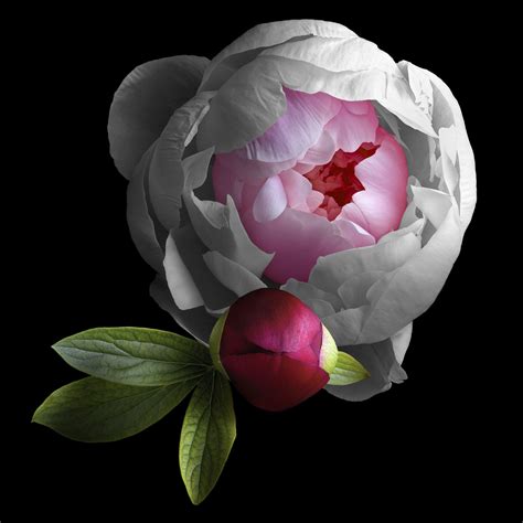 Peony Duo Explore By Pixel Fusion Arte Floral Floral Art Pink