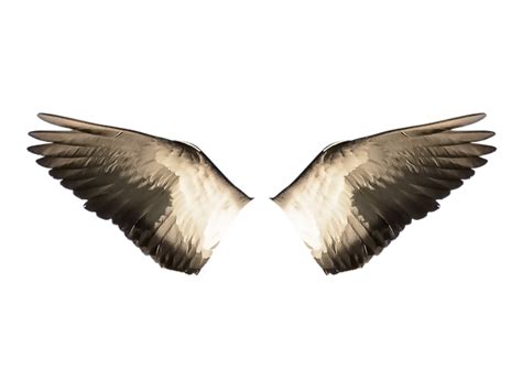 Free Illustration Wings Wings Ave Ave Bird Flight Free Image On