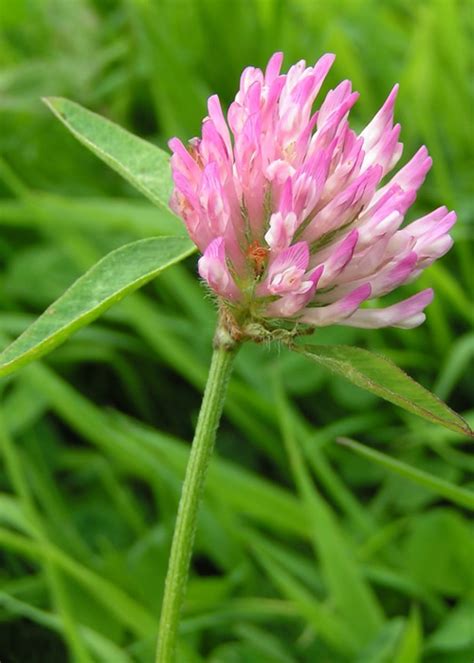 Research Reveals Red Clover Silage Benefits Farminguk News