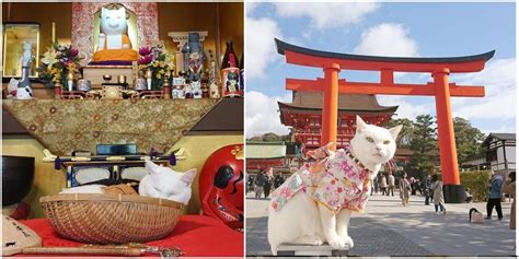 Two Pictures One With A Cat And The Other In Front Of A Shrine