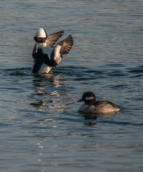 Identification Of 9 Diving Duck Species A Photographic Guide Miles Hearn