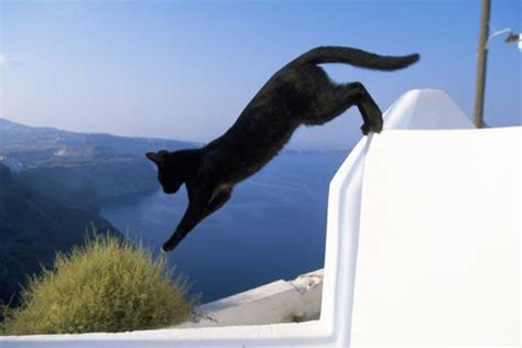 Cat Black Jumping Off Wall Photographic Print