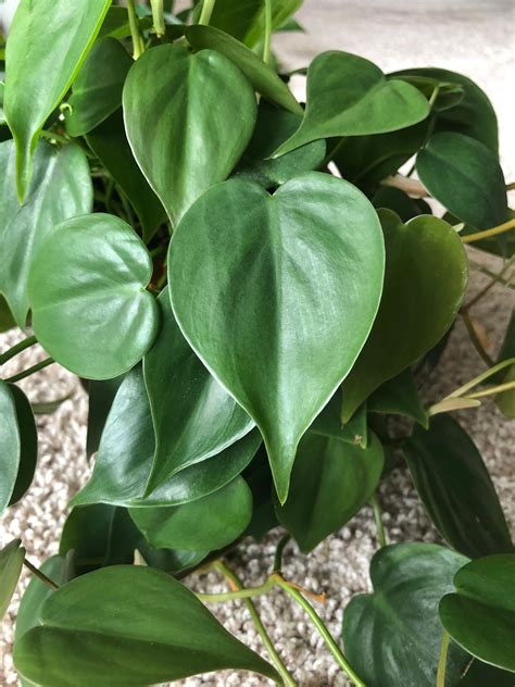 Philodendron Heartleaf Variegated EzlanFareeha