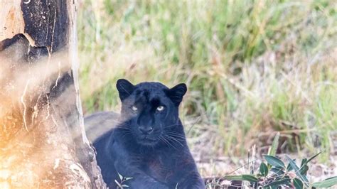 Big Cats ‘spotted Around Bundy The Courier Mail