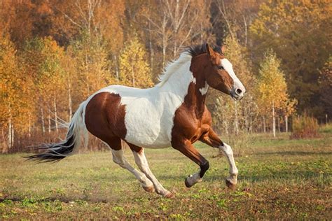 Paint Horse Info Pictures Temperament And Traits Pet Keen
