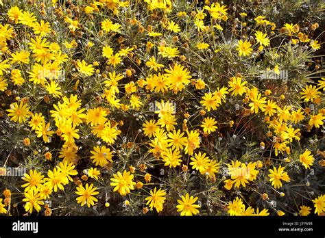 Close Up View Of Wild Yellow Daisies Stock Photo Alamy