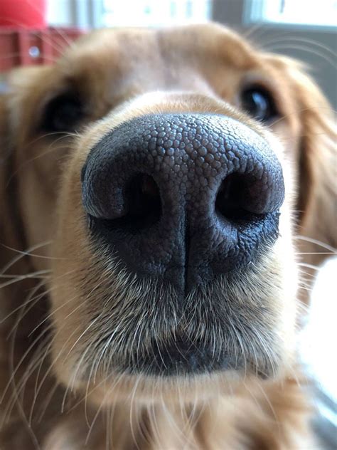Dog Noses Are So Cute Dog Heaven Dog Nose Beautiful Dogs